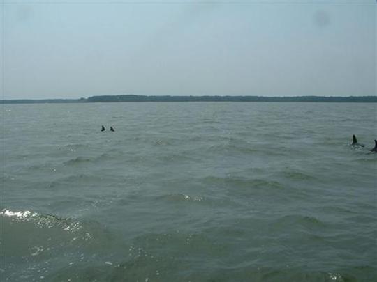 Dolphins In Chesapeak Bay