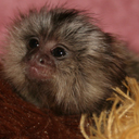 Baby Marmoset Monkey